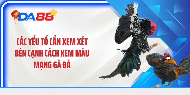 Các yếu tố cần xem xét bên cạnh cách xem màu mạng gà đá